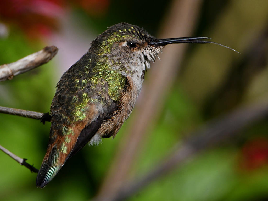 Hummer20.jpg