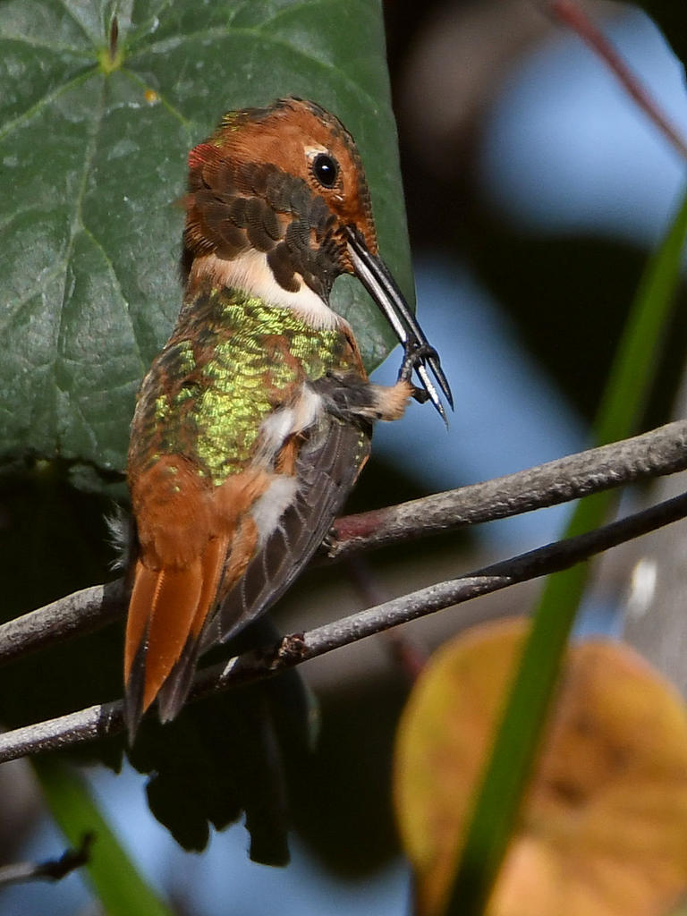 Hummer20.jpg