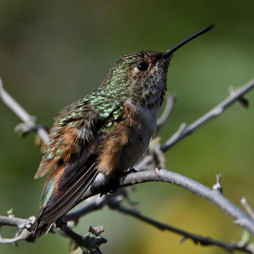 Hummer20.jpg