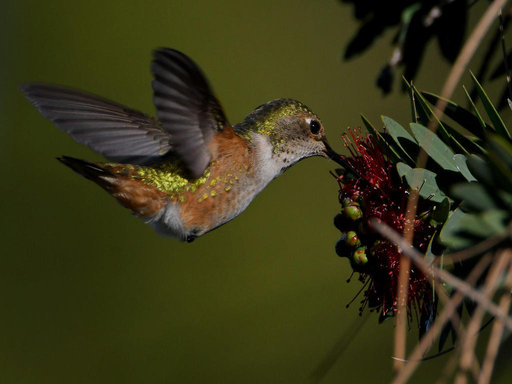 Hummer20.jpg