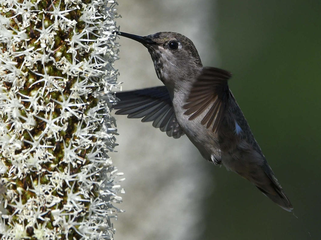 Hummer20.jpg