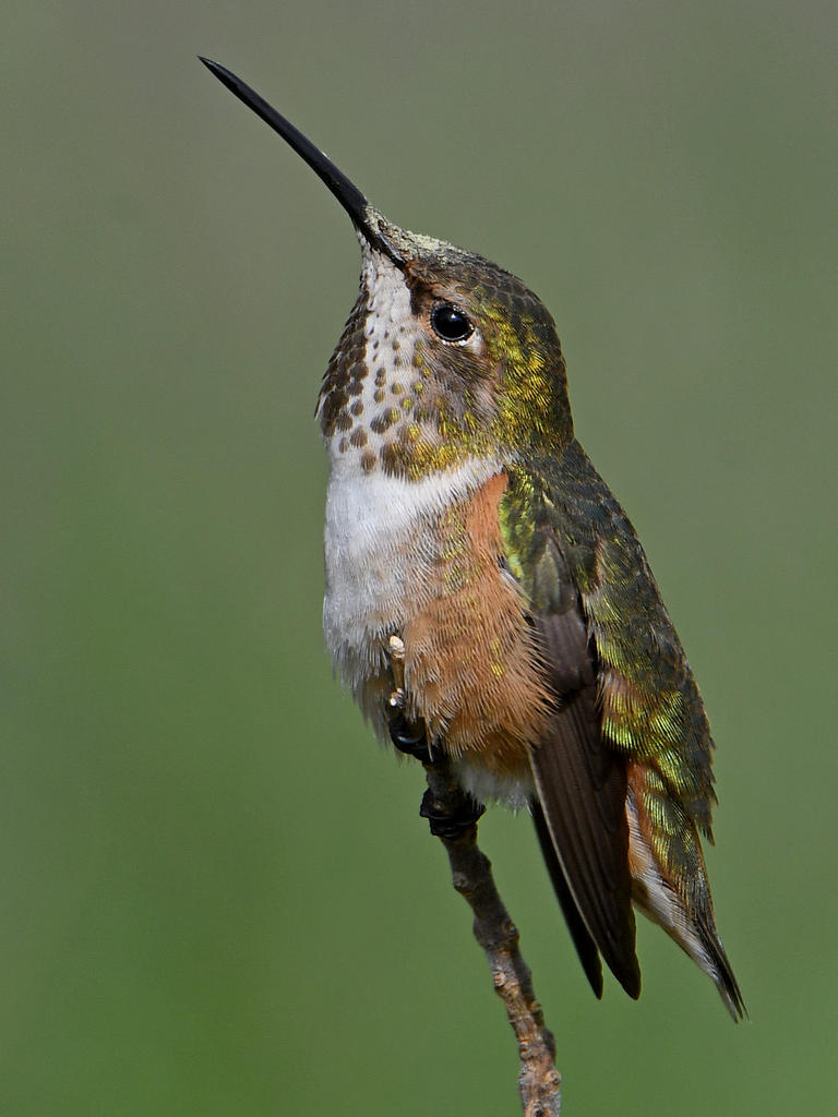 Hummer20.jpg