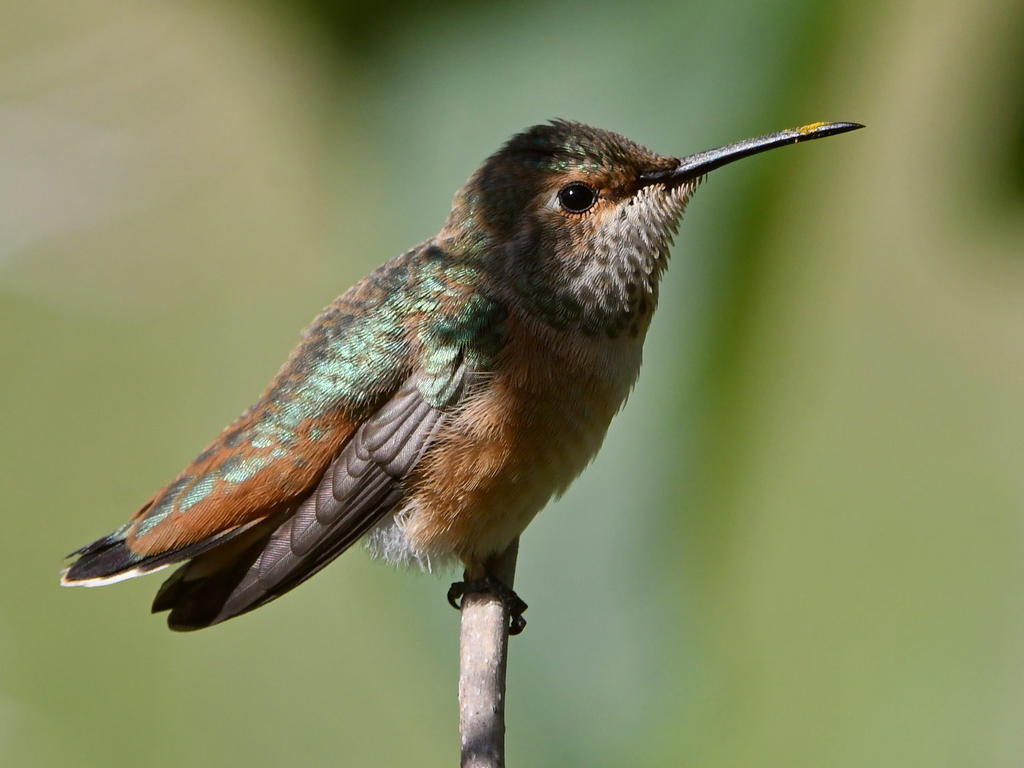 Hummer20.jpg