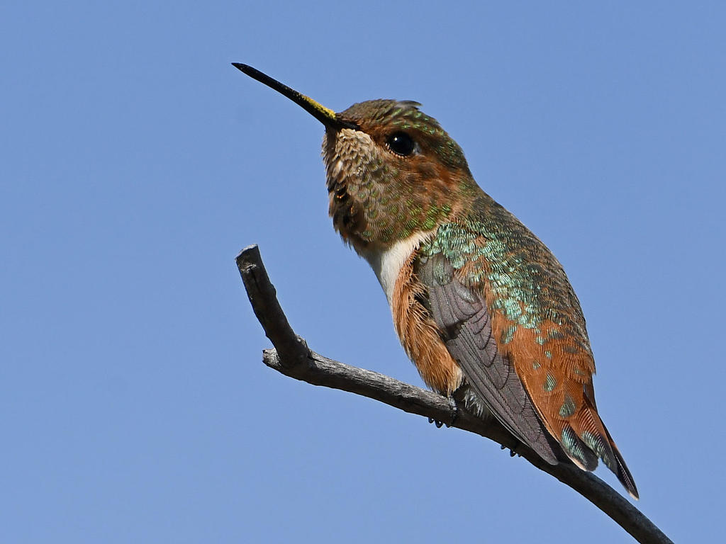 Hummer20.jpg