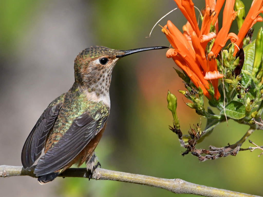 Hummer20.jpg