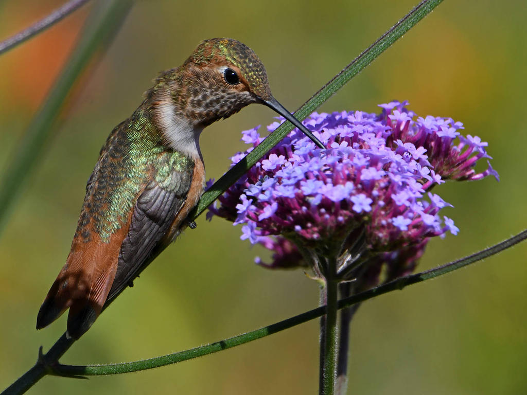Hummer20.jpg