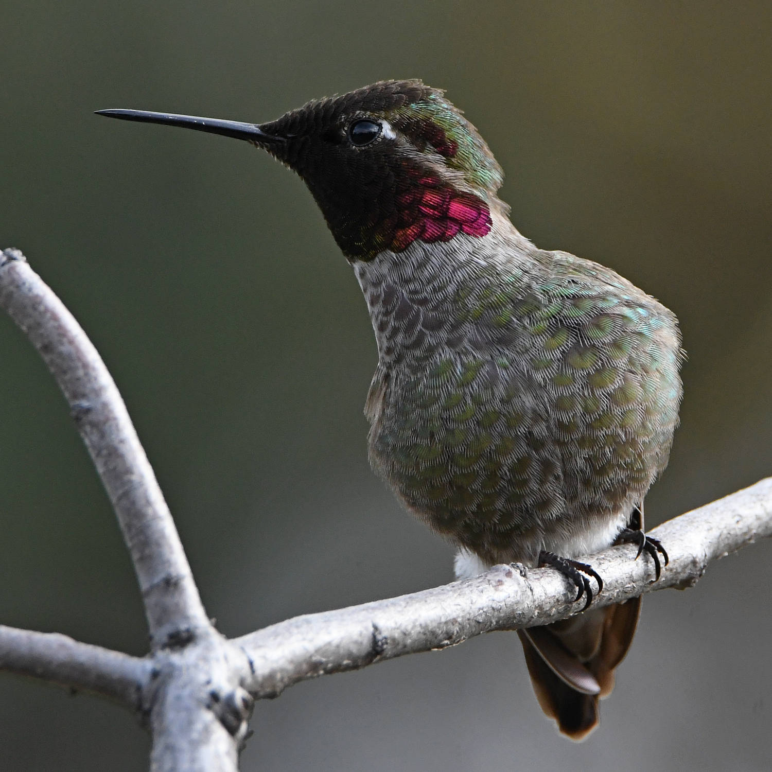 Hummer20.jpg