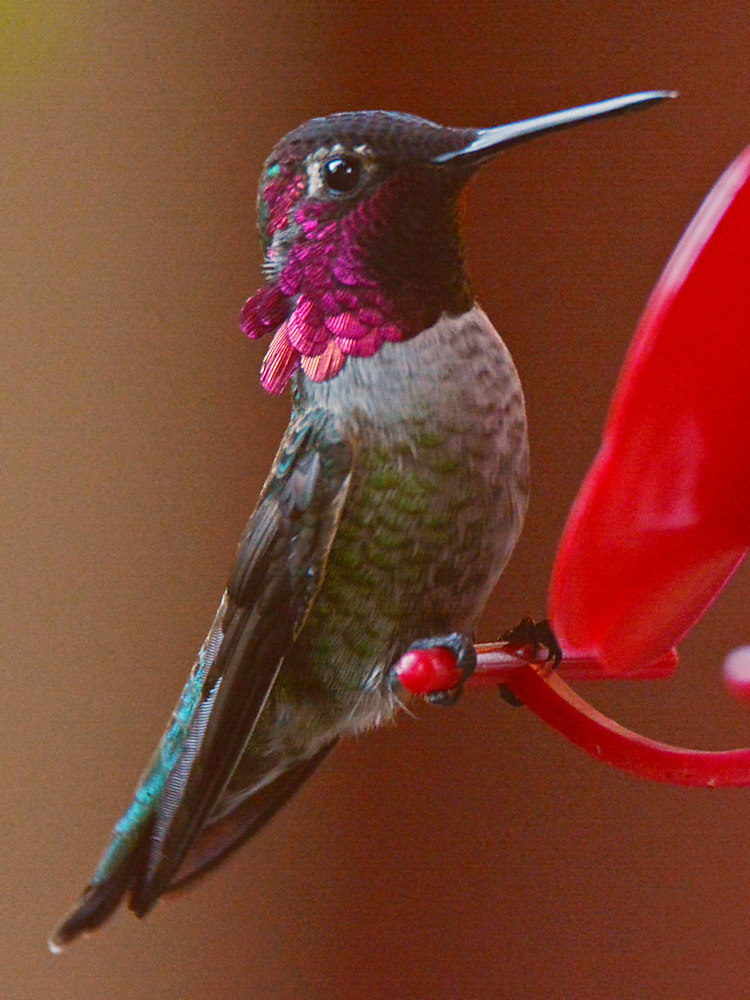 Hummer21.jpg