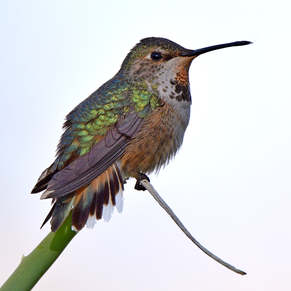 Hummer21.jpg