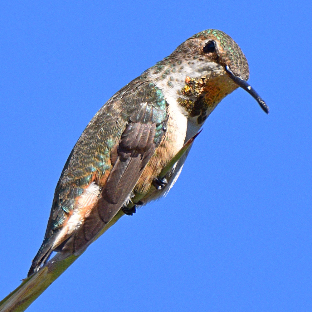 Hummer21.jpg