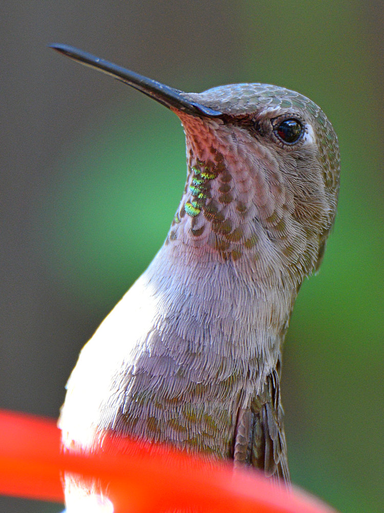 Hummer21.jpg