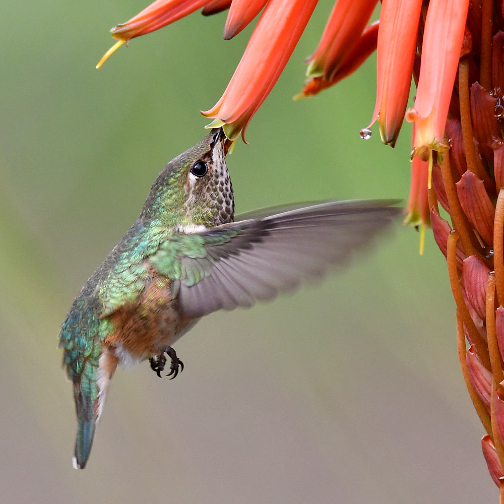 Hummer21.jpg