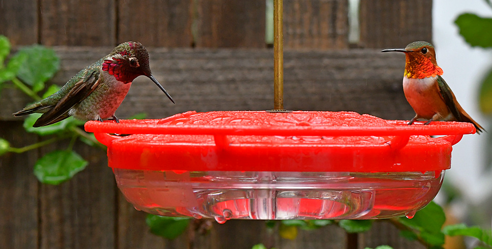 Hummer21.jpg