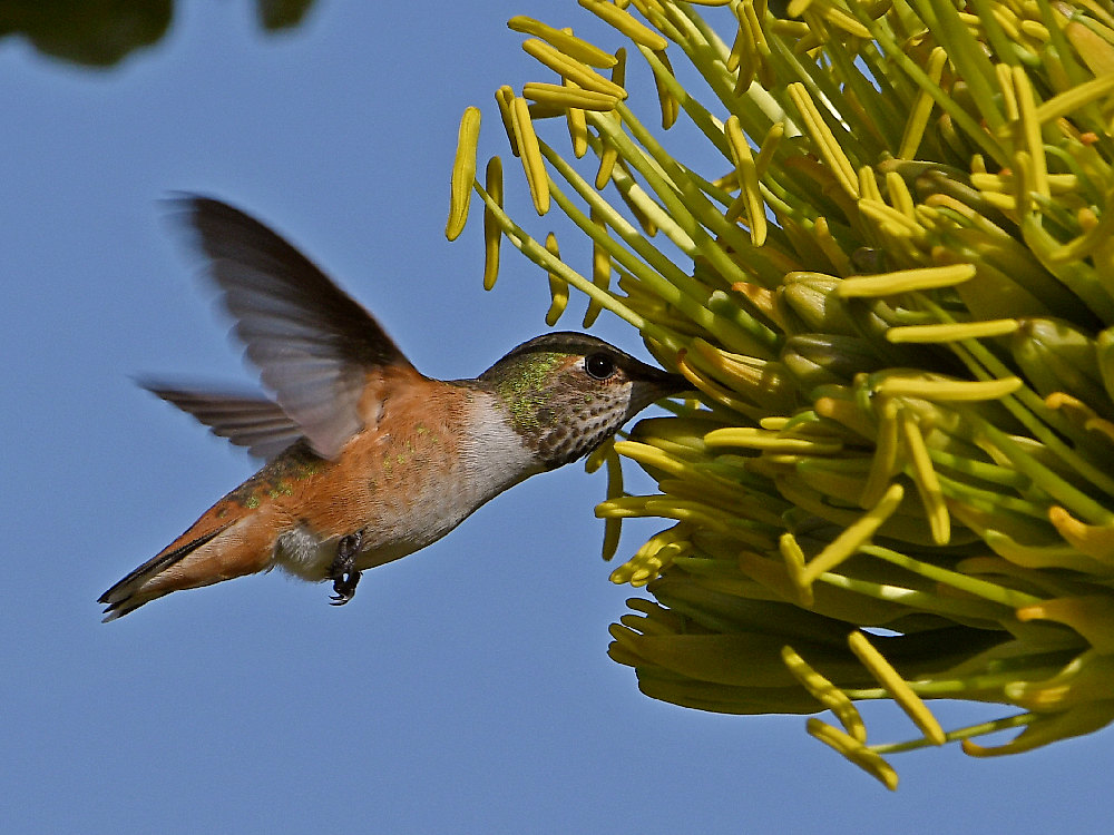 Hummer21.jpg