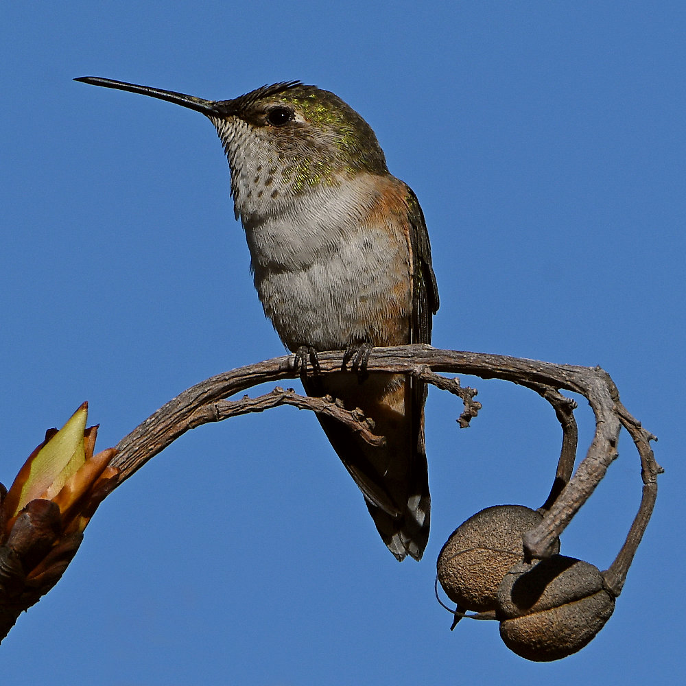 Hummer21.jpg