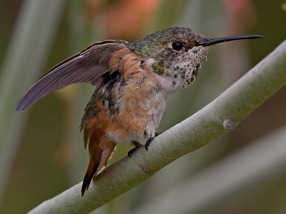 Hummer21.jpg