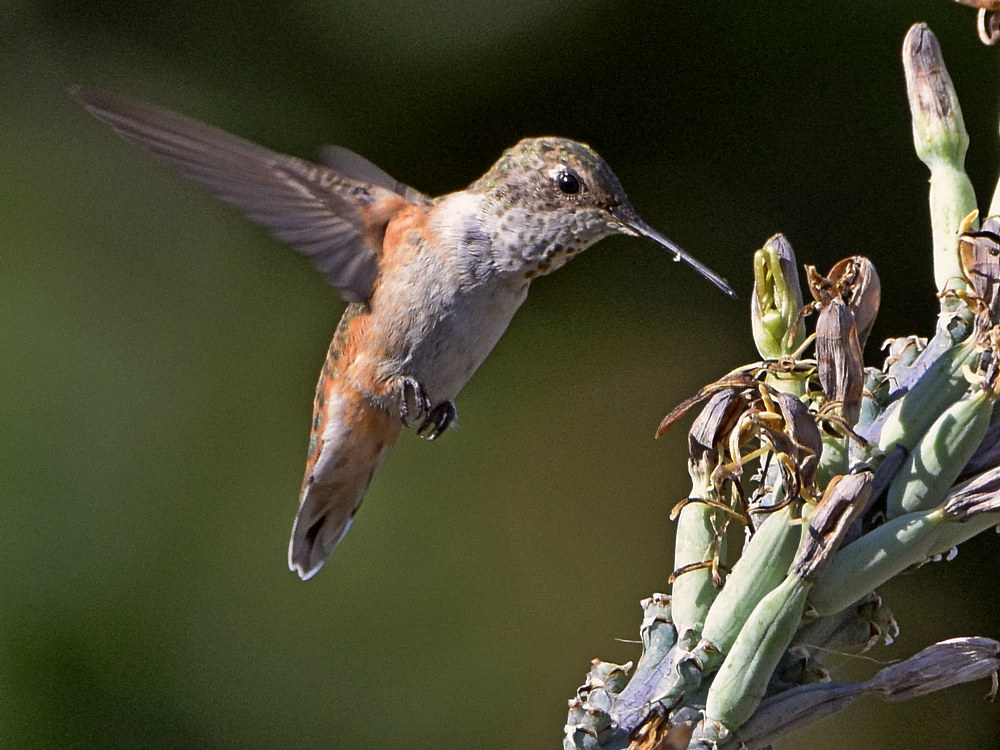 Hummer21.jpg