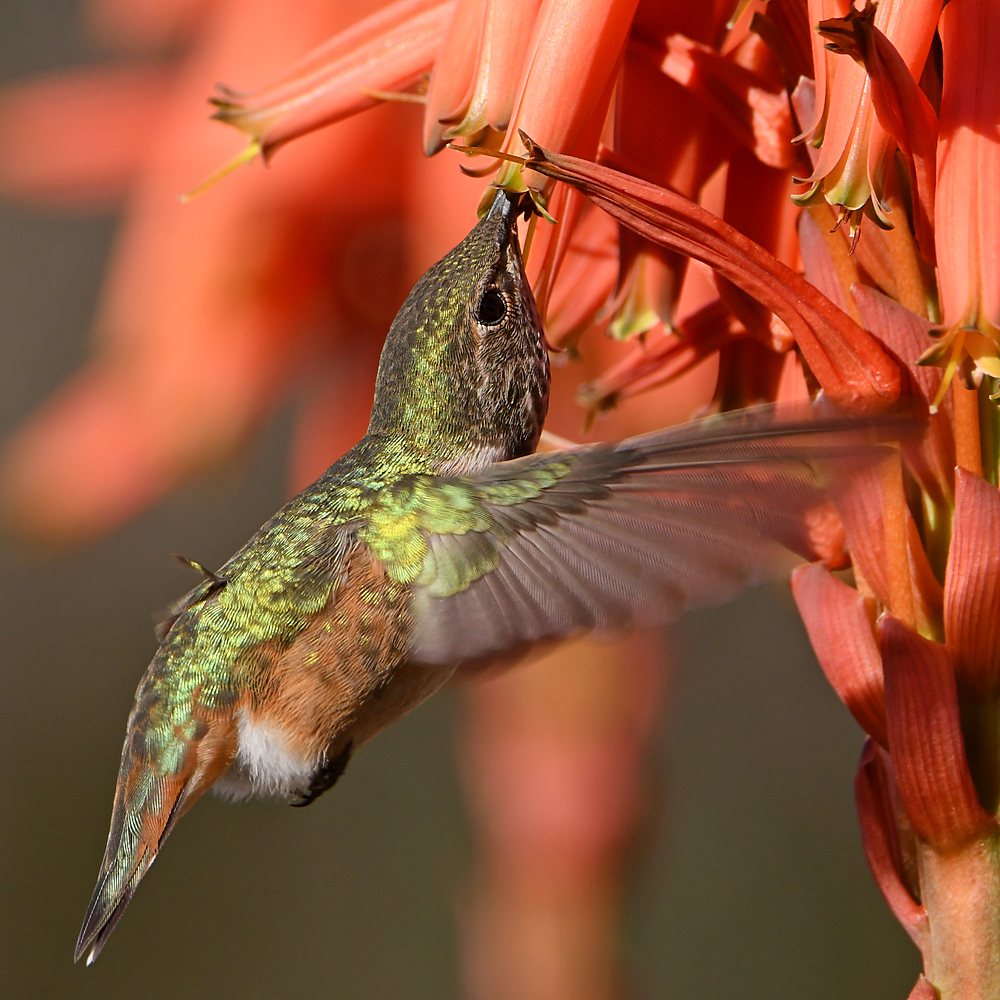 Hummer21.jpg