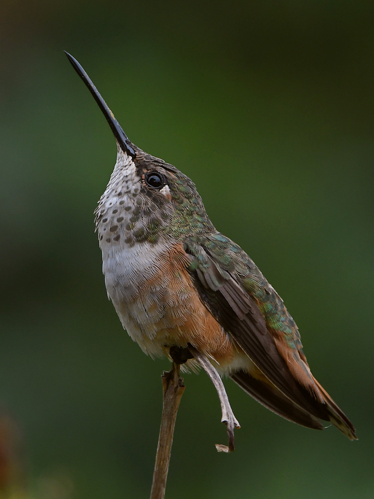 Hummer21.jpg