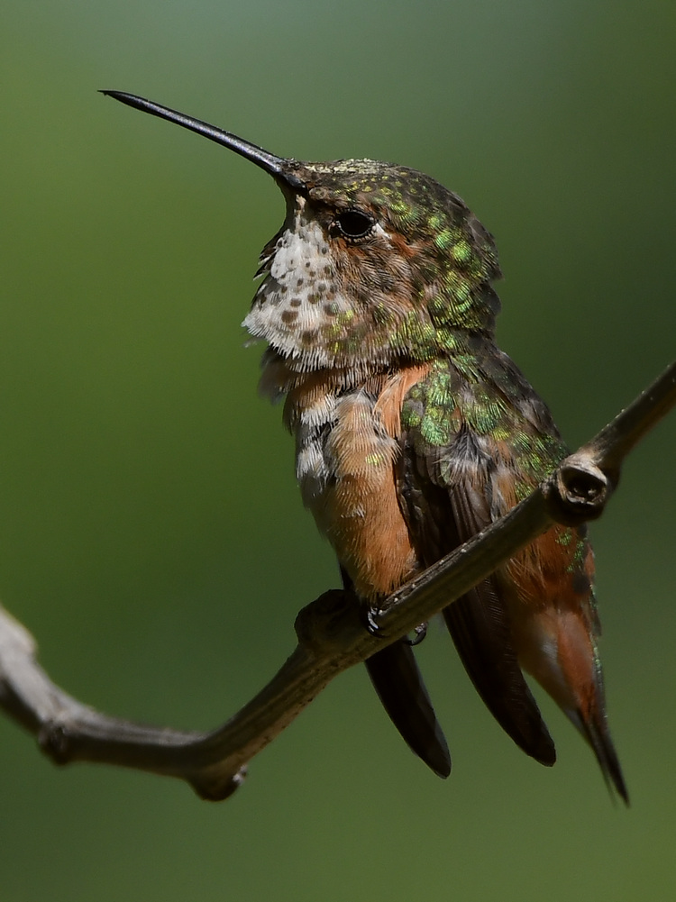 Hummer21.jpg