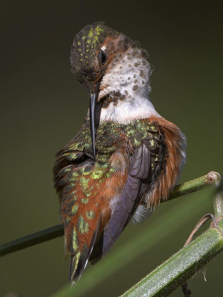 Hummer21.jpg