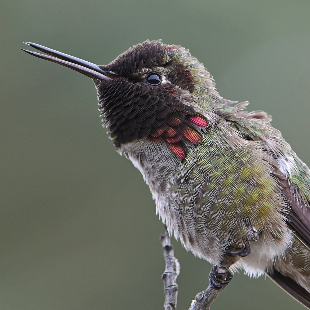 Hummer21.jpg