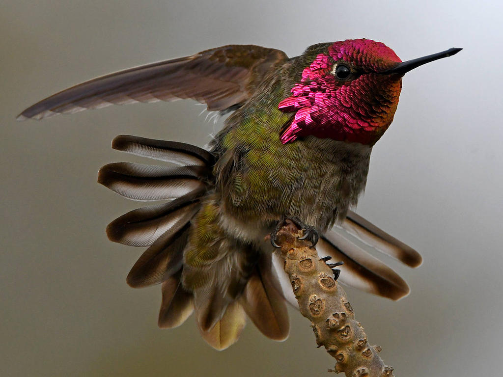 Hummer21.jpg