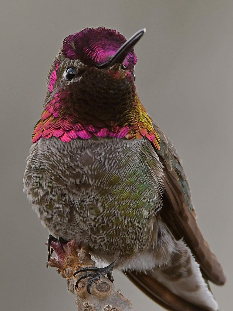 Hummer21.jpg
