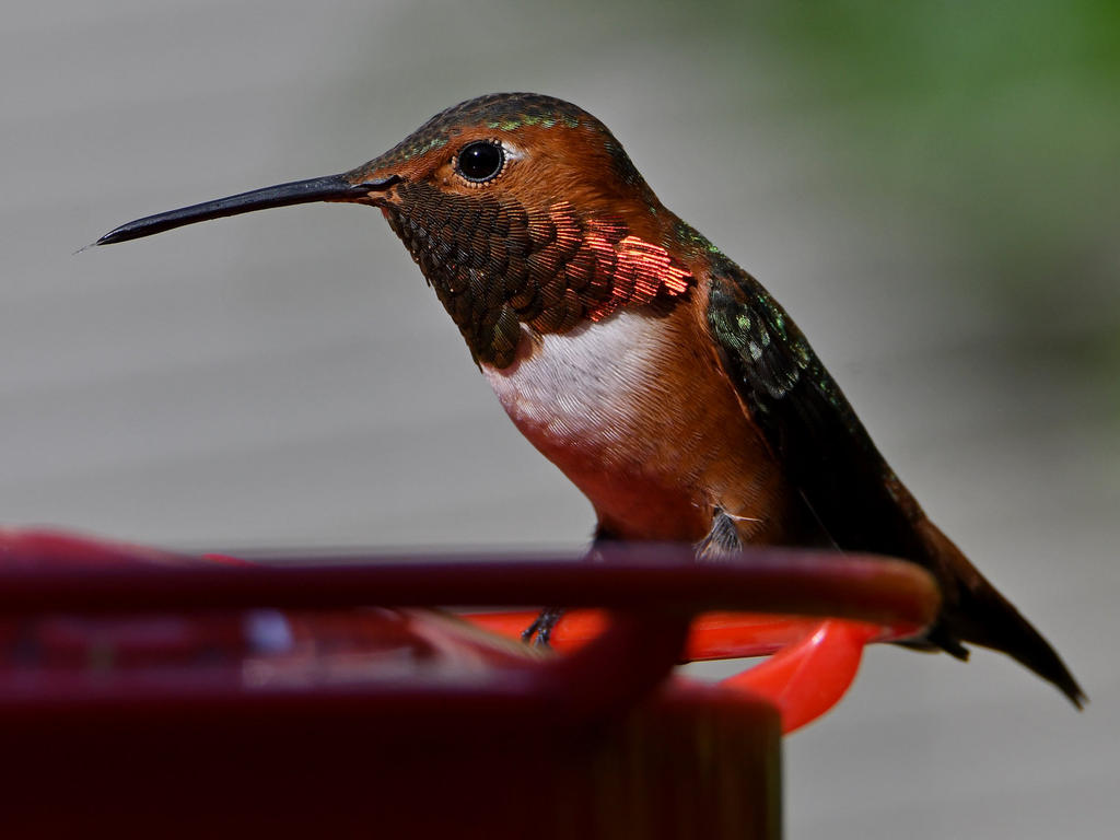 Hummer21.jpg