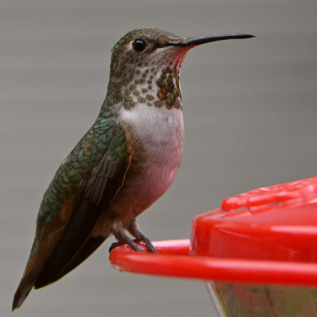 Hummer21.jpg