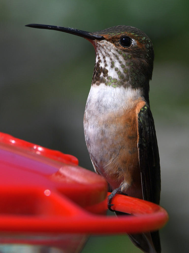 Hummer21.jpg