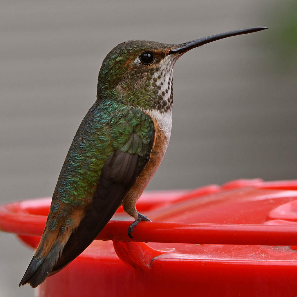 Hummer21.jpg