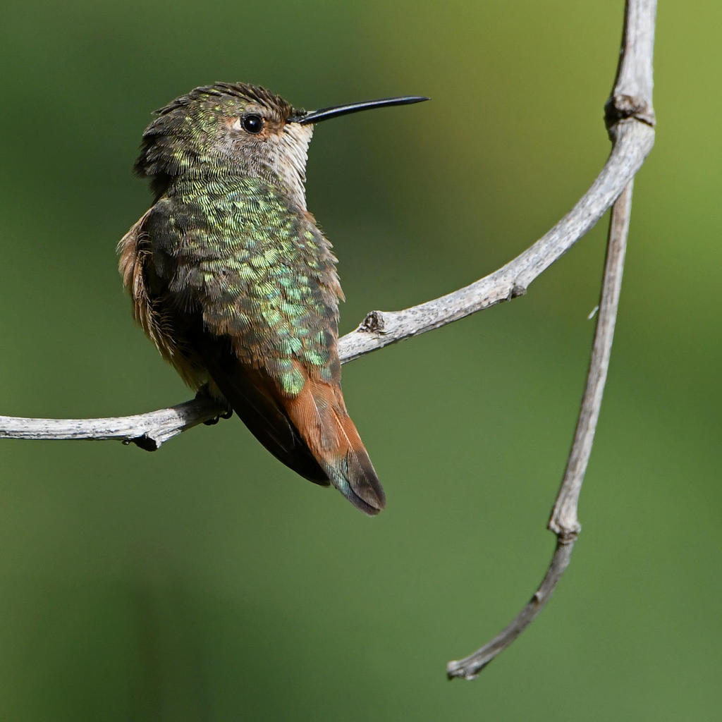 Hummer21.jpg