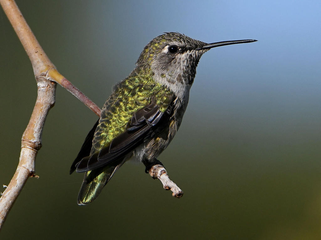 Hummer21.jpg