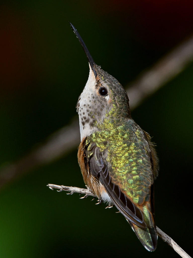 Hummer21.jpg