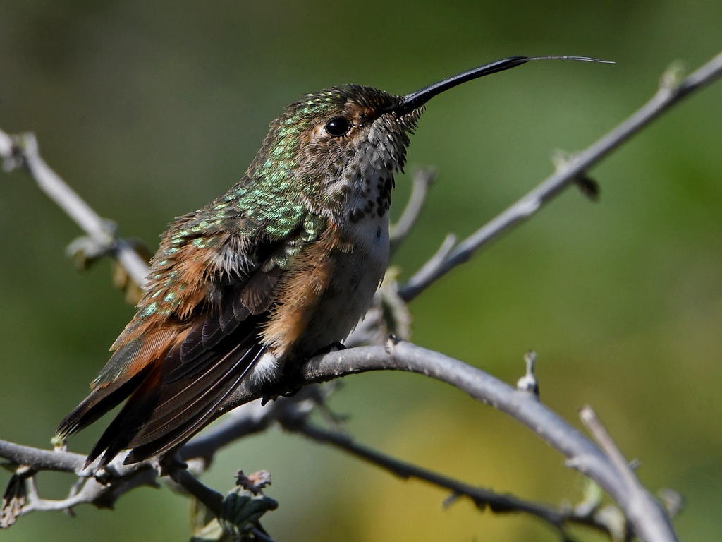 Hummer21.jpg