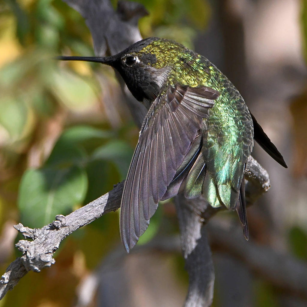 Hummer21.jpg