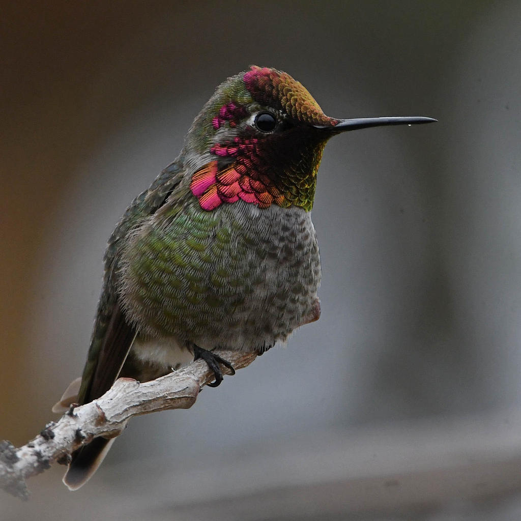 Hummer21.jpg