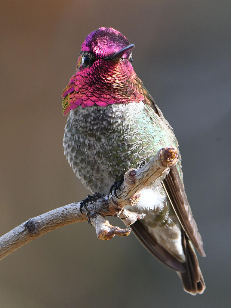 Hummer21.jpg