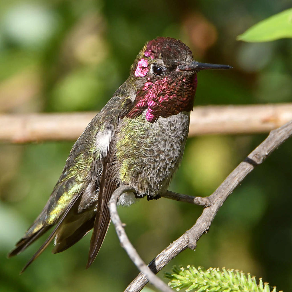 Hummer21.jpg