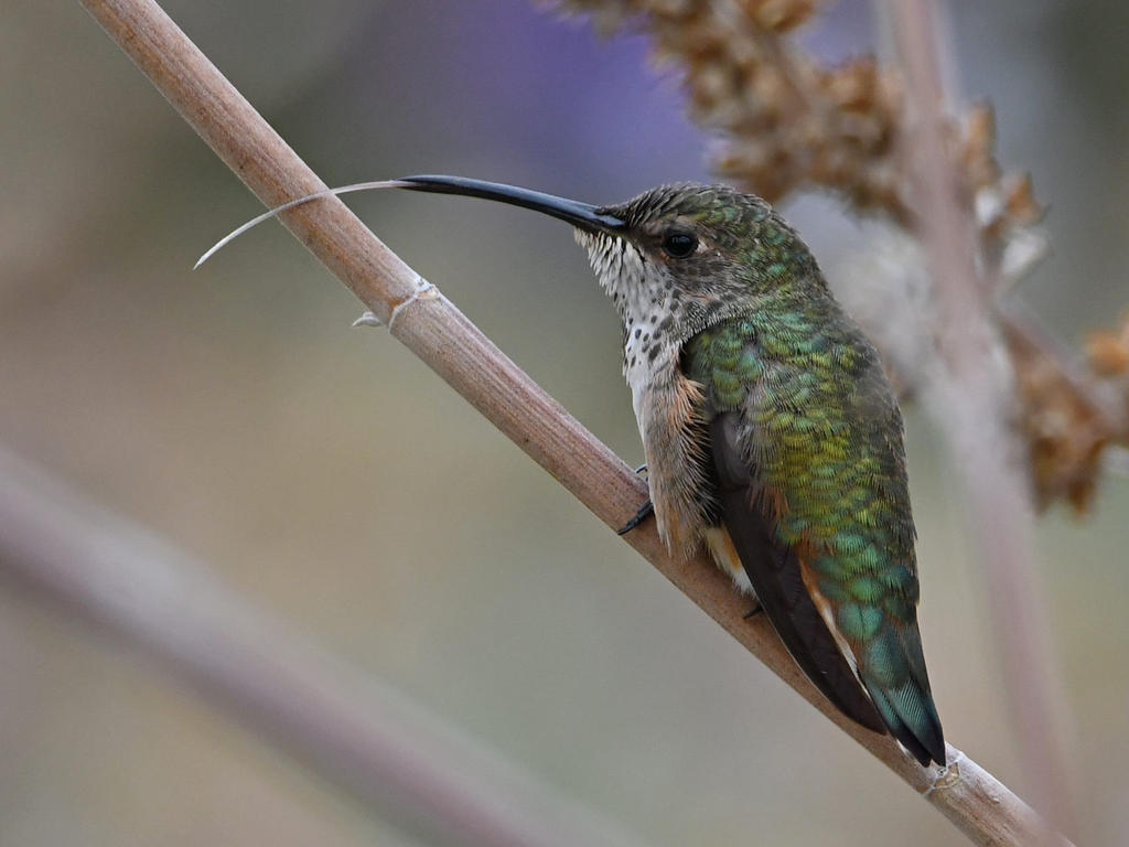 Hummer21.jpg