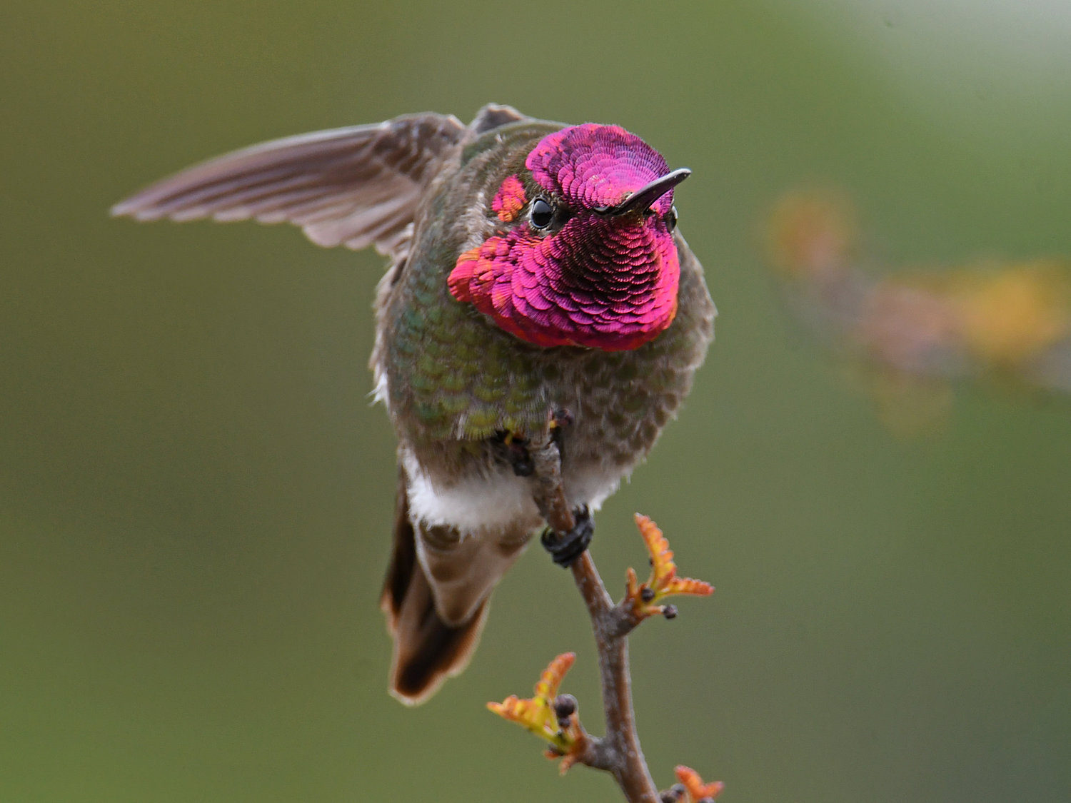 Hummer21.jpg
