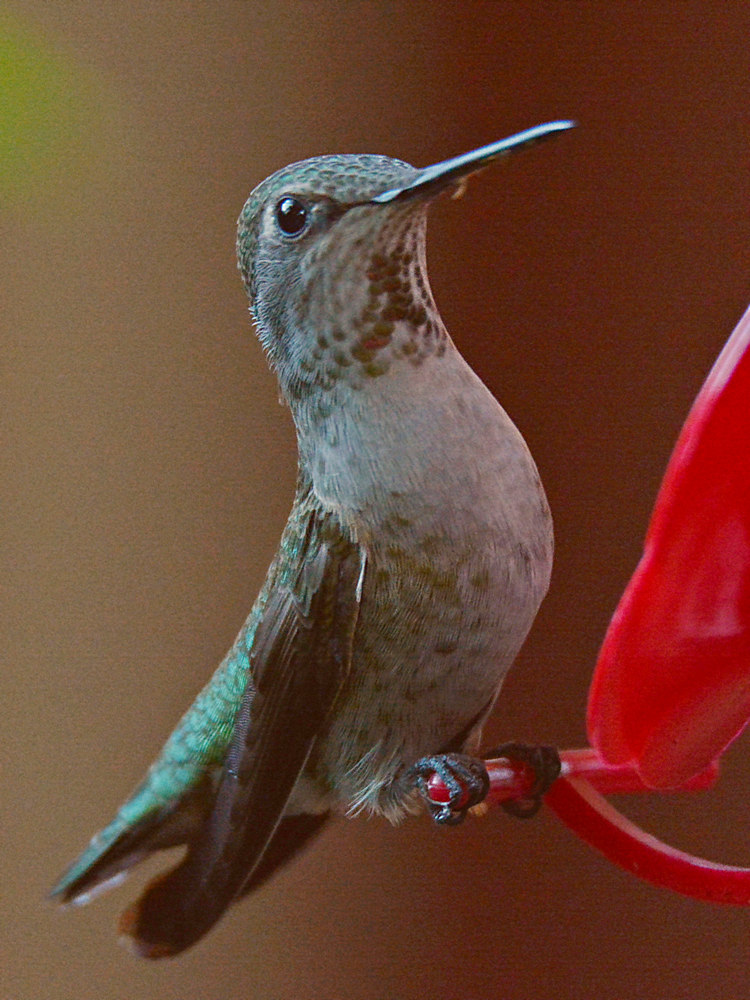 Hummer22.jpg