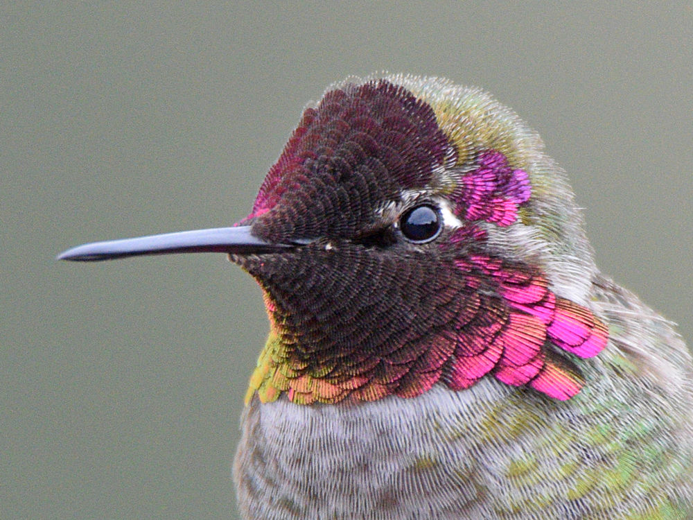 Hummer22.jpg