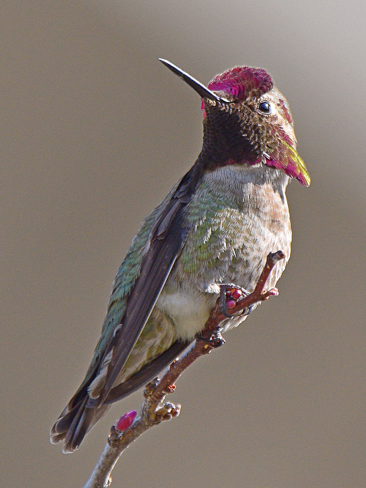 Hummer22.jpg