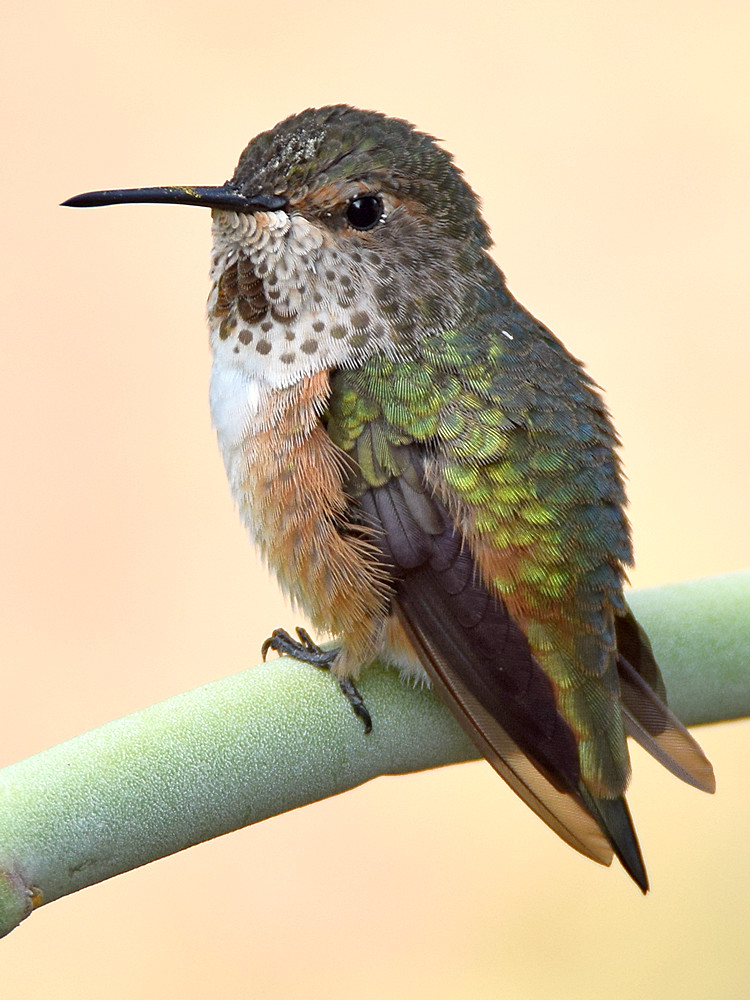 Hummer22.jpg