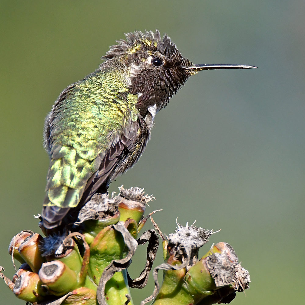 Hummer22.jpg