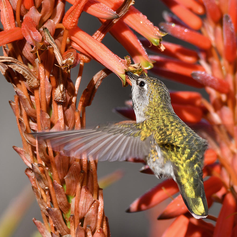 Hummer22.jpg