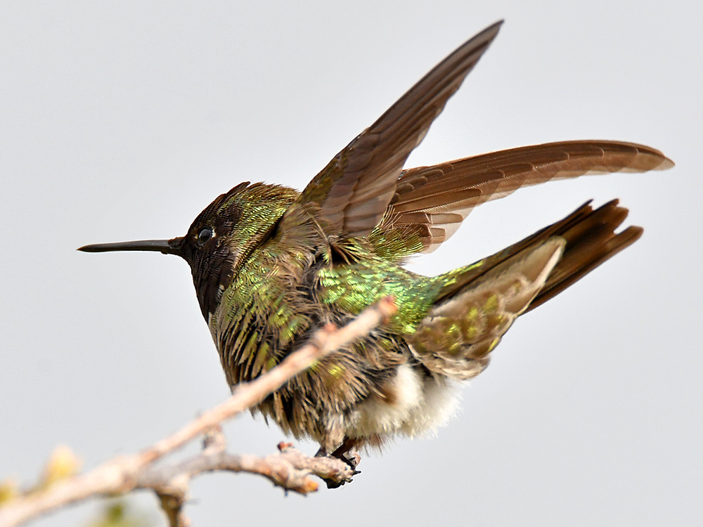 Hummer22.jpg