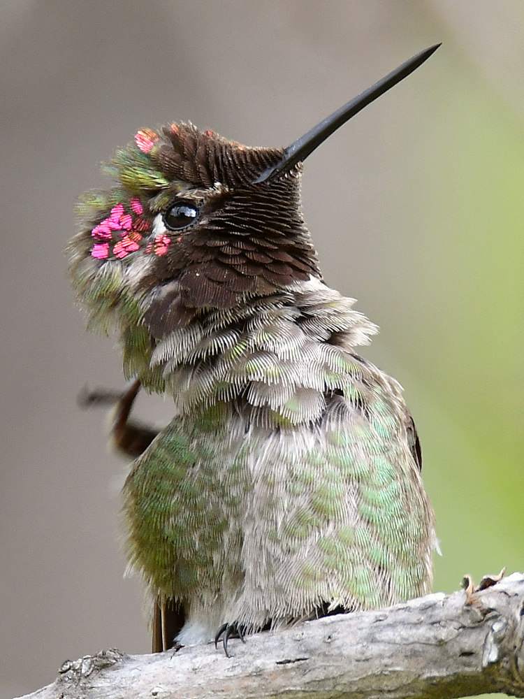Hummer22.jpg